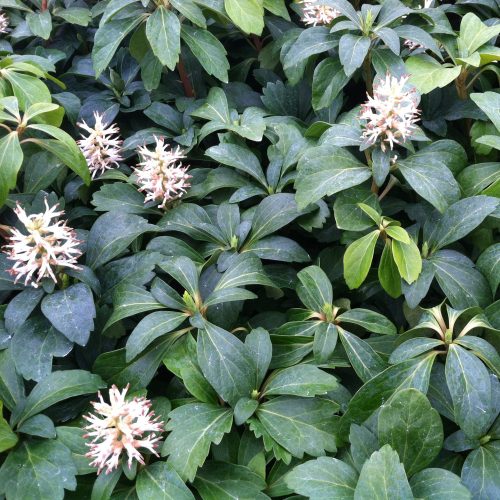 Pachysandra terminalis – Japán kövérke