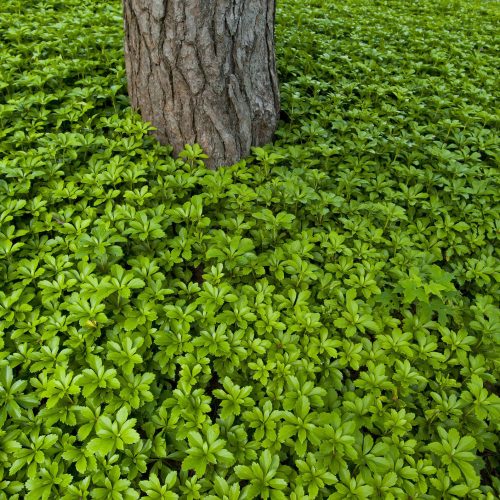 Pachysandra terminalis ’Green Carpet’ – Japán kövérke