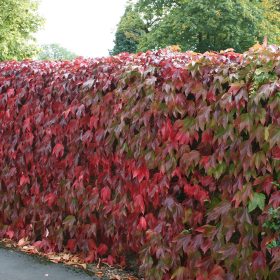   Parthenocissus tric. ’Veitchii’ – Tapadókorongos vadszőlő