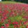 Salvia greggi ’Arctic Blaze Red’ – Őszi zsálya