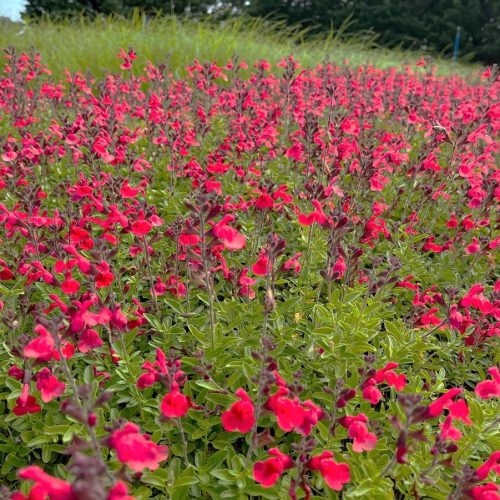 Salvia greggi ’Arctic Blaze Red’ – Őszi zsálya