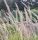 Pennisetum or. ’Fairy Tails’ – Tollborzfű