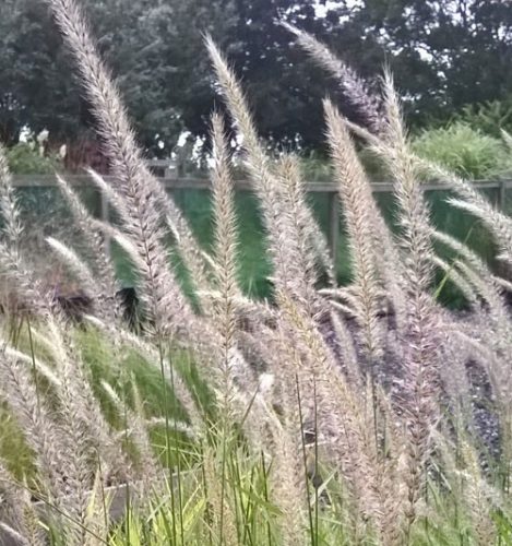 Pennisetum or. ’Fairy Tails’ – Tollborzfű