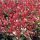 Photinia fr. ’Little Red Robin’ – Törpe korallberkenye