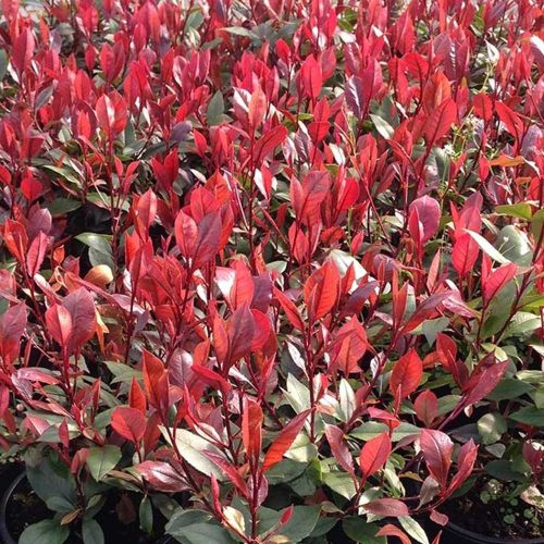 Photinia fr. ’Little Red Robin’ – Törpe korallberkenye