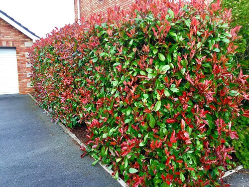 Photinia fr. ’Red Robin’ – Korallberkenye