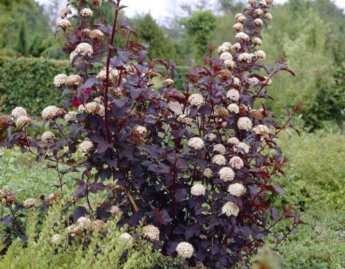 Physocarpus op. ’Diablo’ – Bordó levelű hólyagvessző