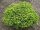 Picea abies ’Little Gem’ – Törpe gömb lucfenyő