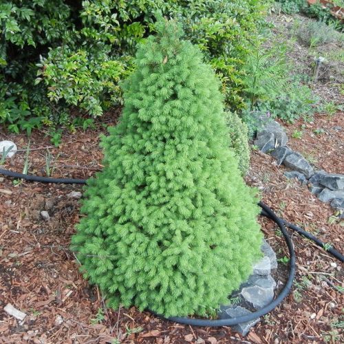 Picea glauca Conica – Cukorsüveg fenyő