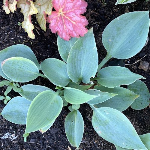 Hosta ’Fragrant Blue’ – Árnyékliliom