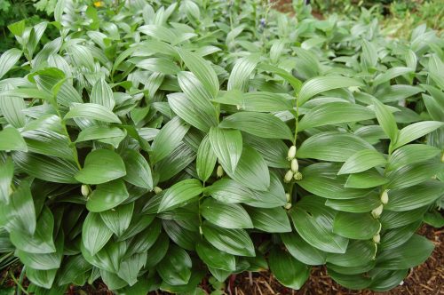 Polygonatum humile – Salamonpecsét