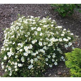   Potentilla frut. ’Mount Everest’ - Fehér virágú pimpó