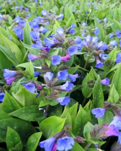 Pulmonaria ’Blue Ensign’ – Tüdőfű