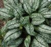 Pulmonaria sacch. ’Opal’ – Érdes tüdőfű