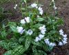 Pulmonaria sacch. ’Opal’ – Érdes tüdőfű