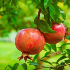 Punica grantaum – Gránátalma (termő)