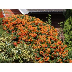 Pyracantha ’Orange Glow’ – Narancssárga tűztövis