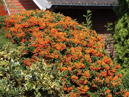 Pyracantha ’Orange Glow’ – Narancssárga tűztövis