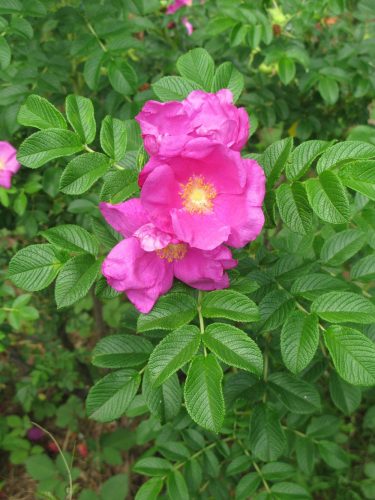 Rosa rugosa – Japán rózsa