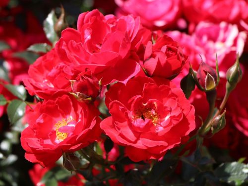 Rosa ’Limesglut’ – Vörös talajtakaró rózsa