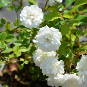 Rosa ’Miniature White’ – Fehér talajtakaró rózsa