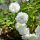 Rosa ’Miniature White’ – Fehér talajtakaró rózsa
