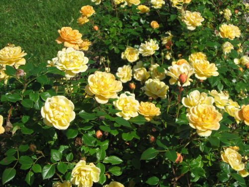Rosa ’Miniature Yellow’ – Sárga talajtakaró rózsa 