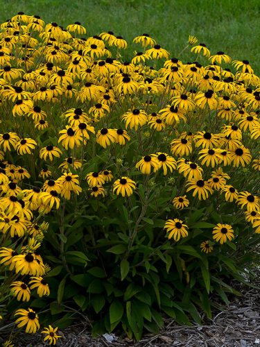 Rudbeckia fulg. ’American Gold Rush’ – Pompás kúpvirág