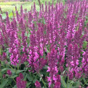 Salvia nemorosa ’Synchro Pink’ – Ligeti zsálya