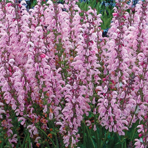 Salvia pratensis ’Eveline’ ® - Mezei zsálya