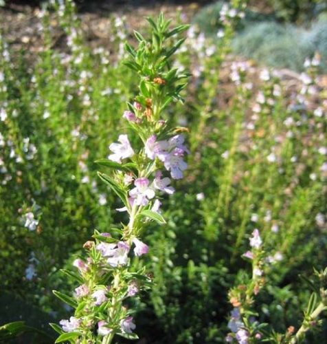 Satureja hortensis – Borsikafű, csombor