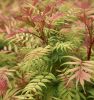 Sorbaria sorbifolia ’Sem’ – Tollas gyöngyvessző