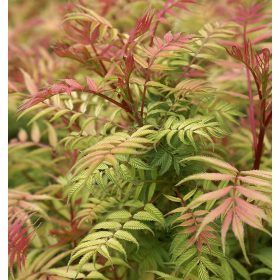 Sorbaria sorbifolia ’Sem’ – Tollas gyöngyvessző