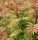 Sorbaria sorbifolia ’Sem’ – Tollas gyöngyvessző