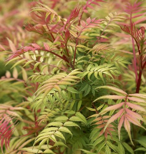 Sorbaria sorbifolia ’Sem’ – Tollas gyöngyvessző