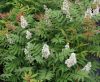 Sorbaria sorbifolia ’Sem’ – Tollas gyöngyvessző