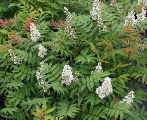Sorbaria sorbifolia ’Sem’ – Tollas gyöngyvessző