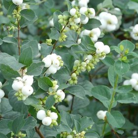 Symphoricarpos albus – Fehér hóbogyó