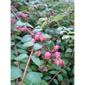 Symphoricarpos chen. ’Hancock’ – Pettyes hóbogyó