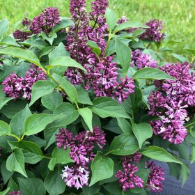 Syringa patula ’Miss Kim’ – Törpe orgona