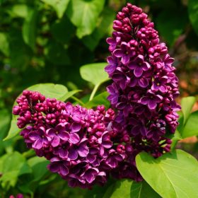   Syringa vulg. ’Andenken an Ludwig Späth’ – Bíborpiros orgona