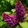 Syringa vulg. ’Andenken an Ludwig Späth’ – Bíborpiros orgona