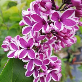 Syringa vulg. ’Sensation’ – Tarka szirmú orgona
