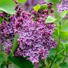 Syringa vulg. ’Sensation’ – Tarka szirmú orgona