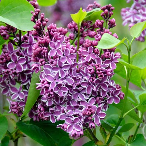 Syringa vulg. ’Sensation’ – Tarka szirmú orgona