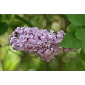 Syringa vulgaris – Közönséges orgona