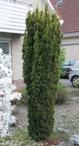 Taxus bacc. ’Fastigiata Robusta’ – Oszlopos tiszafa