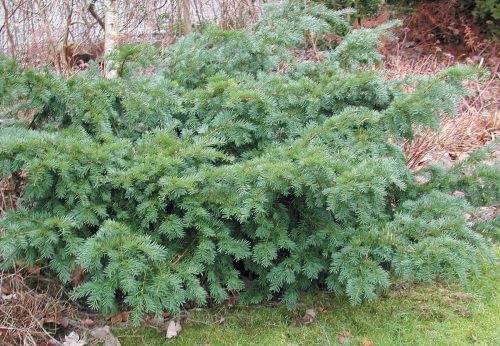 Taxus bacc. ’Repandens’ – Terülő tiszafa