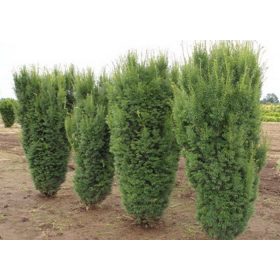 Taxus x media ’Hicksii’ – Oszlopos tiszafa