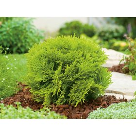Thuja occ. ’Mirjam’ – Sárga törpe gömbtuja